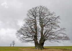 Buche bei Fürstenau, Sachsen