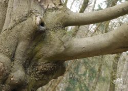 Buchenelefant
